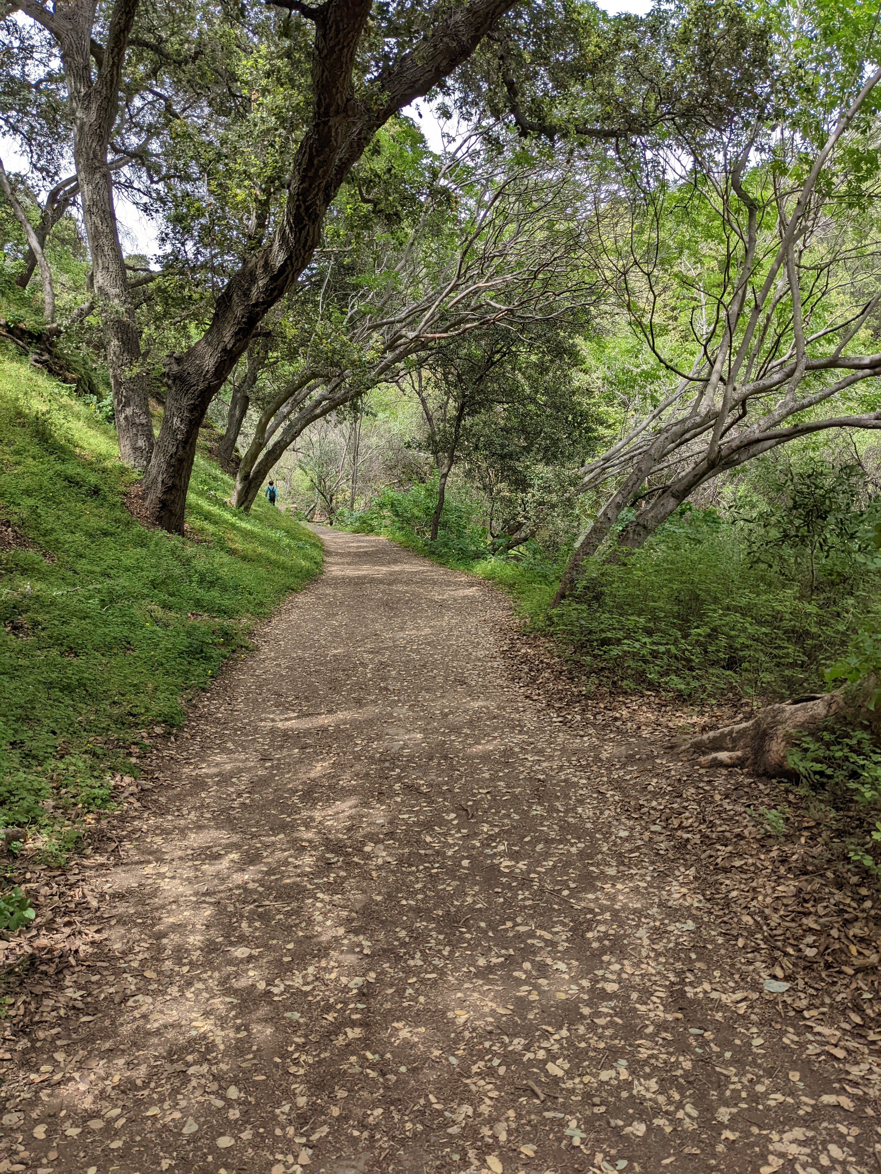 Wooded section of Penitencia Creek Trail